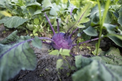 DSC00592_processed